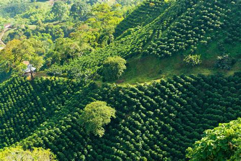 Living Landscapes: A Portrait of Colombian Agriculture Through Time