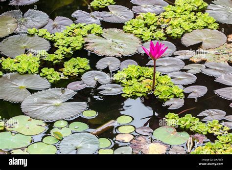 Water Lilies of Indochina: A Symphony of Nature and Serenity in Verse